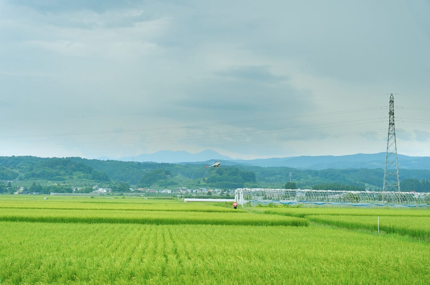 A camera-equipped agricultural drone flying low over a green rice field