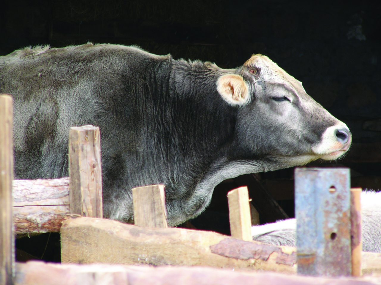 A Brown Caucasian cow, a cattle breed found across Georgia and the wider Caucasus region